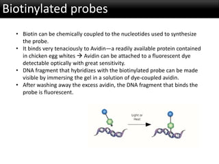 Biotinylated probes
• Biotin can be chemically coupled to the nucleotides used to synthesize
the probe.
• It binds very tenaciously to Avidin—a readily available protein contained
in chicken egg whites  Avidin can be attached to a fluorescent dye
detectable optically with great sensitivity.
• DNA fragment that hybridizes with the biotinylated probe can be made
visible by immersing the gel in a solution of dye-coupled avidin.
• After washing away the excess avidin, the DNA fragment that binds the
probe is fluorescent.
 