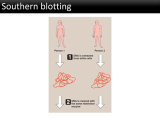 Southern blotting
 