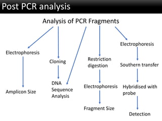Post PCR analysis
Analysis of PCR Fragments
Electrophoresis
Amplicon Size
Electrophoresis
Southern transfer
Hybridised with
probe
Detection
Electrophoresis
Restriction
digestion
Fragment Size
Cloning
DNA
Sequence
Analysis
 