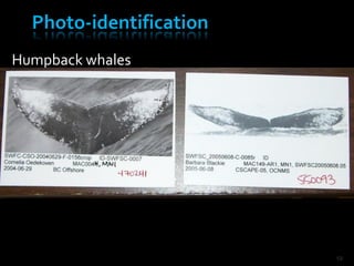 Humpback whales




                  19
 