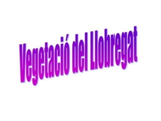 Vegetació del Llobregat