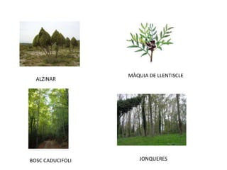 MÀQUIA DE LLENTISCLEALZINARJONQUERESBOSC CADUCIFOLI