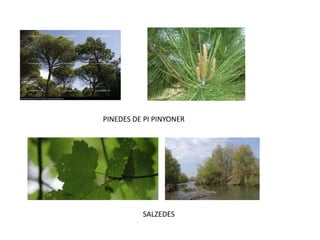 PINEDES DE PI PINYONERSALZEDES