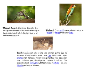 Mosquit Tigre: A diferència de molts dels mosquits més estesos i comuns el mosquit tigre pica durant tot el dia, tot i que té un màxim crepuscular.                                                                         Abellerol: És un ocell migratori que marxa a l'hivern a l'Àfrica tropical i l'ÍndiaConill: En general, els conills són animals petits que no superen el mig metre, amb  una cua molt curta i unes orelles molt llargues. Tenen unes potents potes posteriors que utilitzen per desplaçar-se corrent i saltant. Són exclusivament herbívorsi utilitzen el seu fi olfacte i els seus bigotis per buscar aliment.