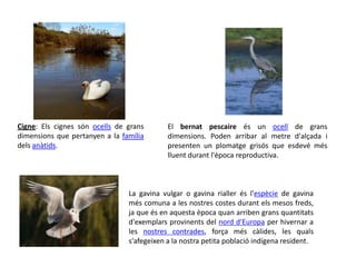 El bernat pescaire és un ocell de grans dimensions. Poden arribar al metre d'alçada i presenten un plomatge grisós que esdevé més lluent durant l'època reproductiva.Cigne: Els cignes són ocells de grans dimensions que pertanyen a la família dels anàtids.La gavina vulgar o gavina rialler és l'espècie de gavina més comuna a les nostres costes durant els mesos freds, ja que és en aquesta època quan arriben grans quantitats d'exemplars provinents del nord d'Europa per hivernar a les nostres contrades, força més càlides, les quals s'afegeixen a la nostra petita població indígena resident.