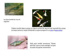 La zona també és rica en anguilesTrobem també alguns peixos en alguns canals de reg com per exemple les carpesLa carpa comuna, carpa d'Holanda o carpa europea és un peix d'aigua dolça.Petit peix també anomenat "Peixet del Prat" que es creia extingit i el qual ha estat recuperat recentment. 