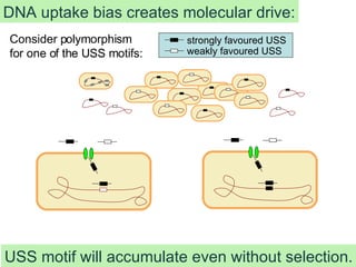 Consider polymorphism for one of the USS motifs: DNA uptake bias creates molecular drive: USS motif will accumulate even without selection. strongly favoured USS weakly favoured USS 