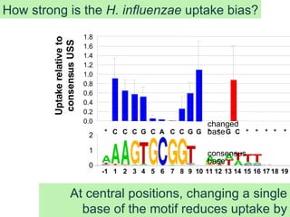 How strong is the  H. influenzae  uptake bias? Uptake relative to consensus USS At central positions, changing a single base of the motif reduces uptake by >90%. consensus base changed base 