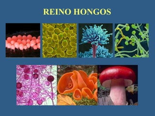 REINO HONGOS
 