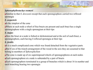 Sphenophyllostachys reomeri
■Similiar to that S. dowsonii except that each sporangiophore carried two reflexed
sporangia
S. acquensis
■Is the simplest of the cone
■Where at each node a whorl of free bracts are present and each bract has a single
sporangiophore with a single sporangium at their tips
S. majus
■Here the bract at a node is forked or dichotomised and at the axil of each bract, a
sporangiophore, each having 4 reflexed sporangia at their tips
S. fertilis
■It is a much complicated cone which was found detached from the vegetative parts
■But b’cos of the triarch arrangement of the wood in the axis they are assumed to that
belong to members of Sphenophyllum
■The cone is made up of six superimposed whorls of sporangiophores at each nodes
■Each sporangiophore at a node is subtended by a pair of bracts
■Each sporangiophore terminated in a group of branches which is about 16 in number and
each branching bearing two sporangia
 