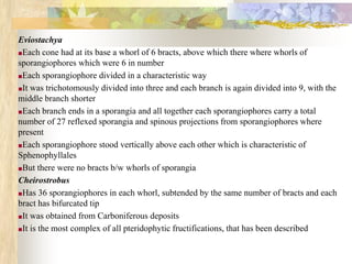Eviostachya
■Each cone had at its base a whorl of 6 bracts, above which there where whorls of
sporangiophores which were 6 in number
■Each sporangiophore divided in a characteristic way
■It was trichotomously divided into three and each branch is again divided into 9, with the
middle branch shorter
■Each branch ends in a sporangia and all together each sporangiophores carry a total
number of 27 reflexed sporangia and spinous projections from sporangiophores where
present
■Each sporangiophore stood vertically above each other which is characteristic of
Sphenophyllales
■But there were no bracts b/w whorls of sporangia
Cheirostrobus
■Has 36 sporangiophores in each whorl, subtended by the same number of bracts and each
bract has bifurcated tip
■It was obtained from Carboniferous deposits
■It is the most complex of all pteridophytic fructifications, that has been described
 