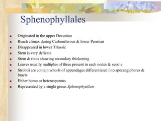 Sphenophyllales
■ Originated in the upper Devonian
■ Reach climax during Carboniferous & lower Permian
■ Disappeared in lower Triassic
■ Stem is very delicate
■ Stem & roots showing secondary thickening
■ Leaves usually multiples of three present in each nodes & sessile
■ Strobili are contain whorls of appendages differentiated into sporangiphores &
bracts
■ Either homo or heterosporous
■ Represented by a single genus Sphenophyullum
 