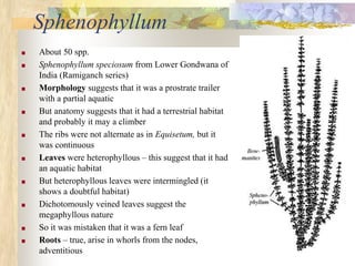Sphenophyllum
■ About 50 spp.
■ Sphenophyllum speciosum from Lower Gondwana of
India (Ramiganch series)
■ Morphology suggests that it was a prostrate trailer
with a partial aquatic
■ But anatomy suggests that it had a terrestrial habitat
and probably it may a climber
■ The ribs were not alternate as in Equisetum, but it
was continuous
■ Leaves were heterophyllous – this suggest that it had
an aquatic habitat
■ But heterophyllous leaves were intermingled (it
shows a doubtful habitat)
■ Dichotomously veined leaves suggest the
megaphyllous nature
■ So it was mistaken that it was a fern leaf
■ Roots – true, arise in whorls from the nodes,
adventitious
 