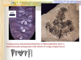 Compressions and permineralizations of Sphenophyllum show a
node/internode arrangement with whorls of wedge-shaped leaves
 