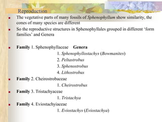 Reproduction
■ The vegetative parts of many fossils of Sphenophyllum show similarity, the
cones of many species are different
■ So the reproductive structures in Sphenophyllales grouped in different ‘form
families’ and Genera
■ Family 1. Sphenophyllaceae Genera
1. Sphenophyllostachys (Bowmanites)
2. Peltastrobus
3. Sphenostrobus
4. Lithostrobus
■ Family 2. Cheirostrobaceae
1. Cheirostrobus
■ Family 3. Tristachyaceae
1. Tristachya
■ Family 4. Eviostachyiaceae
1. Eviostachys (Eviostachya)
 