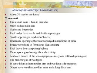 Sphenophyllostachys (Bowmanites)
■ About 31 species are found
S. dowsonii
■ It is a small cone – 1cm in diameter
■ Strobilus has main axis
■ Nodes and internodes
■ Each nodes have sterile and fertile appendages
■ Sterile appendages is whorl of bracts
■ Bracts and sporangiophores are arranged in multiples of three
■ Bracts were fused to form a cup like structure
■ Each bracts bears a sporangiophore
■ These sporangiophores get branched at tip
■ And each branch of the sporangiophores carry one reflexed sporangium
■ The branching is of two types
■ In some it has a short median arm and two long side-branches
■ Others have two short median arms and a long distal arm
 