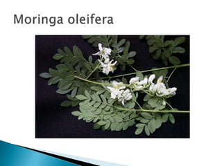 Moringaoleifera