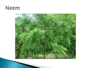 Neem