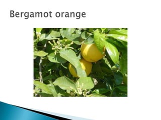 Bergamot orange