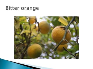 Bitter orange