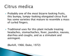 Probably one of the most bizarre looking fruits, this bumpy, lumpy-looking elongated citrus fruit has some varieties that mature to resemble a mass of curled fingers.Traditional uses for this plant include treating headaches, stomachaches, fever, jaundice, nausea, diarrhea and coughs, and as a stimulant and astringent.	(Burkill, 1966; Duke, 1972)Citrus medica