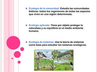 Ecología de la comunidad: Estudia las comunidades
bióticas: todos los organismos de todas las especies
que viven en una región determinada.
Ecología aplicada: Tiene por objeto proteger la
naturaleza y su equilibrio en el medio ambiente
humano.
Ecología de sistemas: Usa la teoría de sistemas
como base para estudiar los sistemas ecológicos.
 