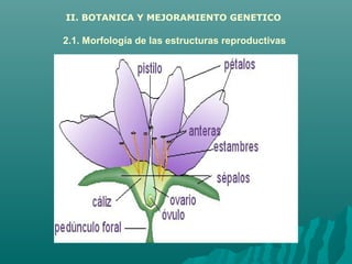 II. BOTANICA Y MEJORAMIENTO GENETICO

2.1. Morfología de las estructuras reproductivas
 