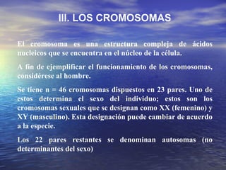El cromosoma es una estructura compleja de ácidos nucleicos que se encuentra en el núcleo de la célula. A fin de ejemplificar el funcionamiento de los cromosomas, considérese al hombre. Se tiene n = 46 cromosomas dispuestos en 23 pares. Uno de estos determina el sexo del individuo; estos son los cromosomas sexuales que se designan como XX (femenino) y XY (masculino). Esta designación puede cambiar de acuerdo a la especie. Los 22 pares restantes se denominan autosomas (no determinantes del sexo) III. LOS CROMOSOMAS 