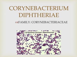 CORYNEBACTERIUM
DIPHTHERIAE
FAMILY: CORYNEBACTERIACEAE
 