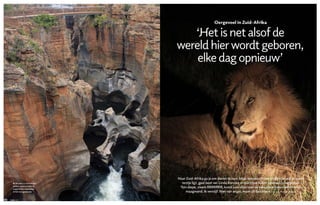 66 www. mag.nlmaart 67
Naar Zuid-Afrika ga je om dieren te zien. Maar leeuwen horen brullen terwijl je in een
tentje ligt, gaat best ver. Linda Korsten ervaart hoe huiver omslaat in oergevoel:
‘Een diepe, zware RRRRRRR, komt aanrollen over de savanne en resoneert in mijn
­maagwand. Ik verstijf. Niet van angst, maar uit fascinatie.’ TEKST EN FOTO’S LINDA KORSTEN
‘Het is net alsof de
wereld hier wordt geboren,
elke dag opnieuw’
Oergevoel in Zuid-Afrika
Bij Bourke’s Luck Potholes
hebben zand en kolkend
water holtes uitgesleten
in het rode ­gesteente
66 april
 