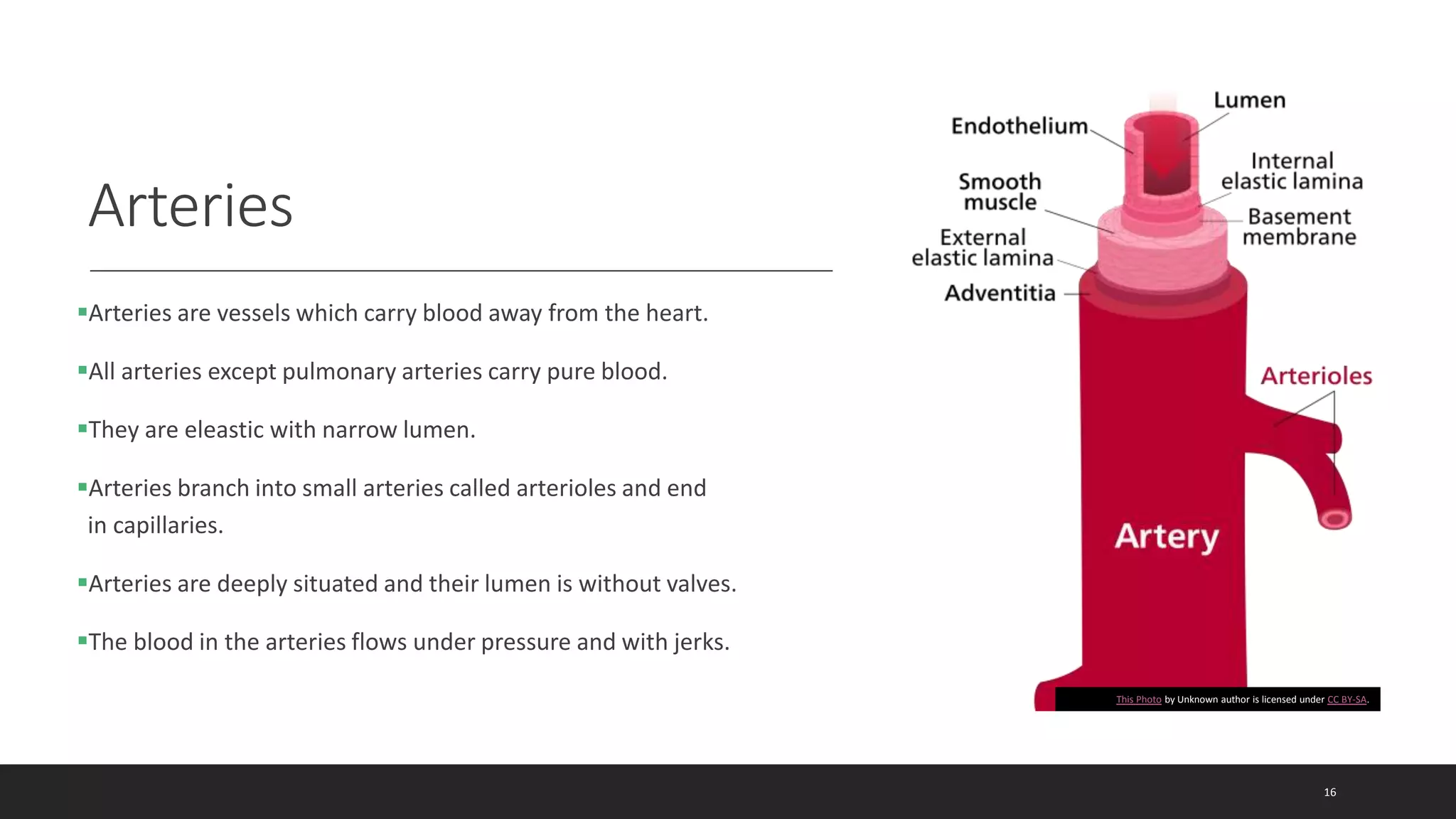 Arteries
Arteries are vessels which carry blood away from the heart.
All arteries except pulmonary arteries carry pure blood.
They are eleastic with narrow lumen.
Arteries branch into small arteries called arterioles and end
in capillaries.
Arteries are deeply situated and their lumen is without valves.
The blood in the arteries flows under pressure and with jerks.
This Photo by Unknown author is licensed under CC BY-SA.
16
 