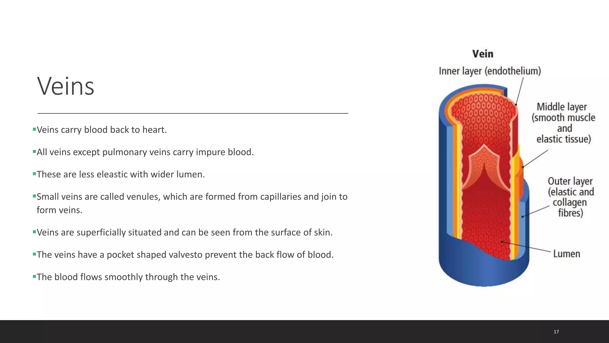Veins
Veins carry blood back to heart.
All veins except pulmonary veins carry impure blood.
These are less eleastic with wider lumen.
Small veins are called venules, which are formed from capillaries and join to
form veins.
Veins are superficially situated and can be seen from the surface of skin.
The veins have a pocket shaped valvesto prevent the back flow of blood.
The blood flows smoothly through the veins.
17
 