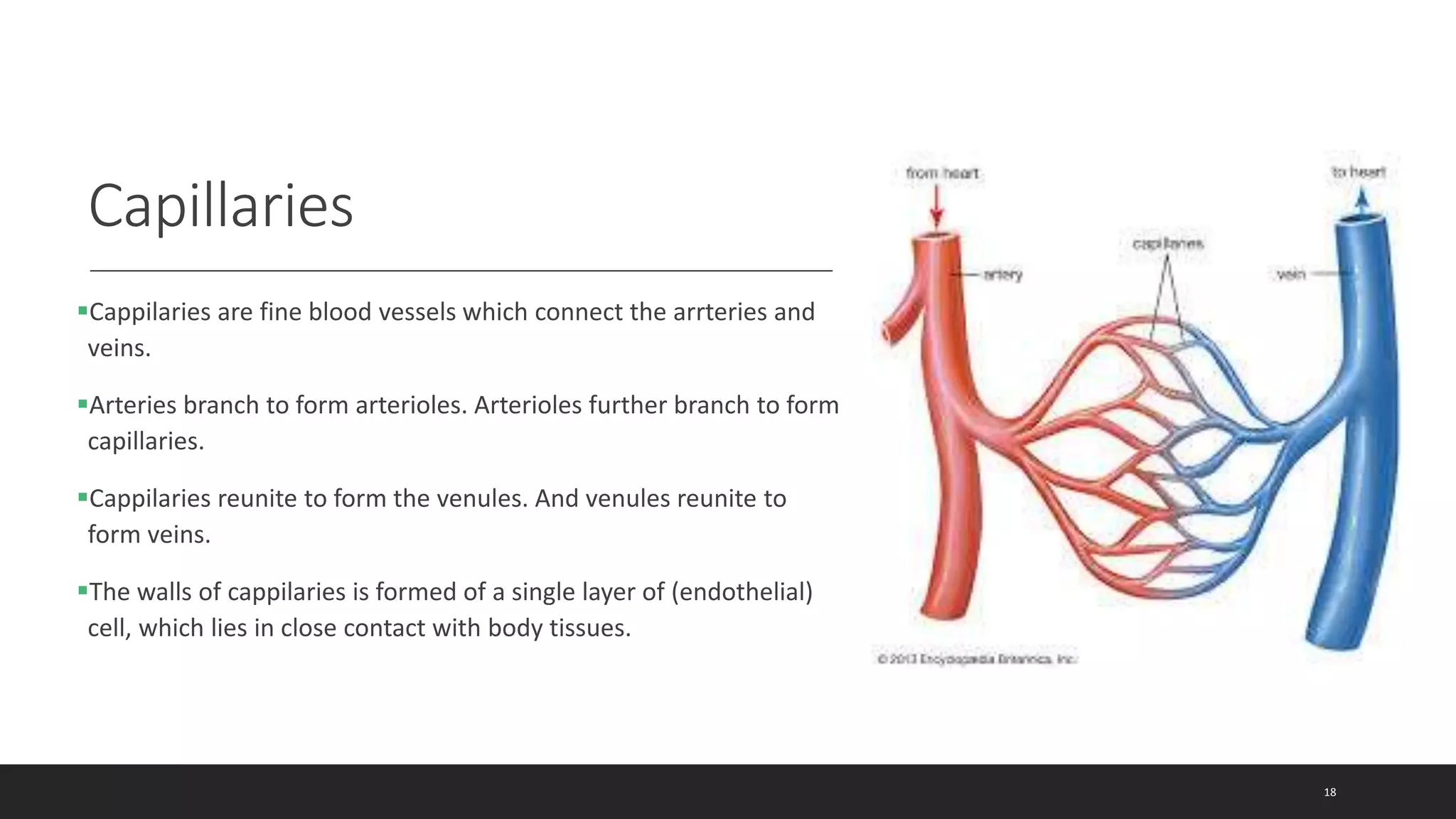 Capillaries
Cappilaries are fine blood vessels which connect the arrteries and
veins.
Arteries branch to form arterioles. Arterioles further branch to form
capillaries.
Cappilaries reunite to form the venules. And venules reunite to
form veins.
The walls of cappilaries is formed of a single layer of (endothelial)
cell, which lies in close contact with body tissues.
18
 