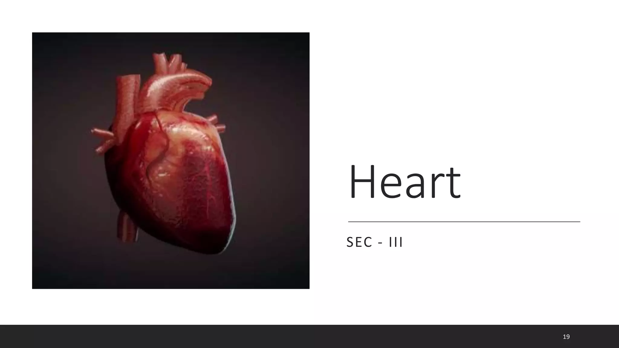 Heart
SEC - III
19
 