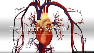 Circulatory System
ARUSH DEEP
This Photo by Unknown author is licensed under CC BY-SA.
 