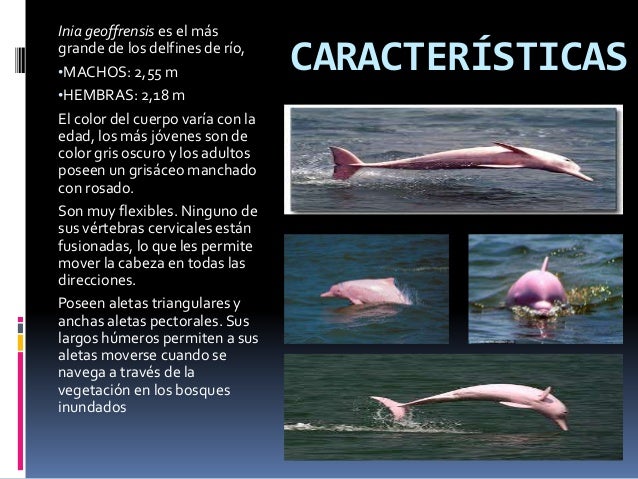 INIA GEOFRENSIS (Delfin Rosado)