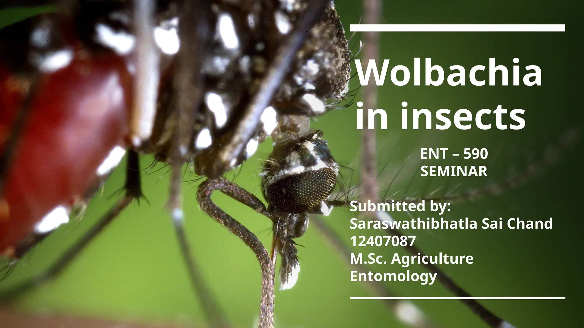 Wolbachia
in insects
ENT – 590
SEMINAR
Submitted by:
Saraswathibhatla Sai Chand
12407087
M.Sc. Agriculture
Entomology
 