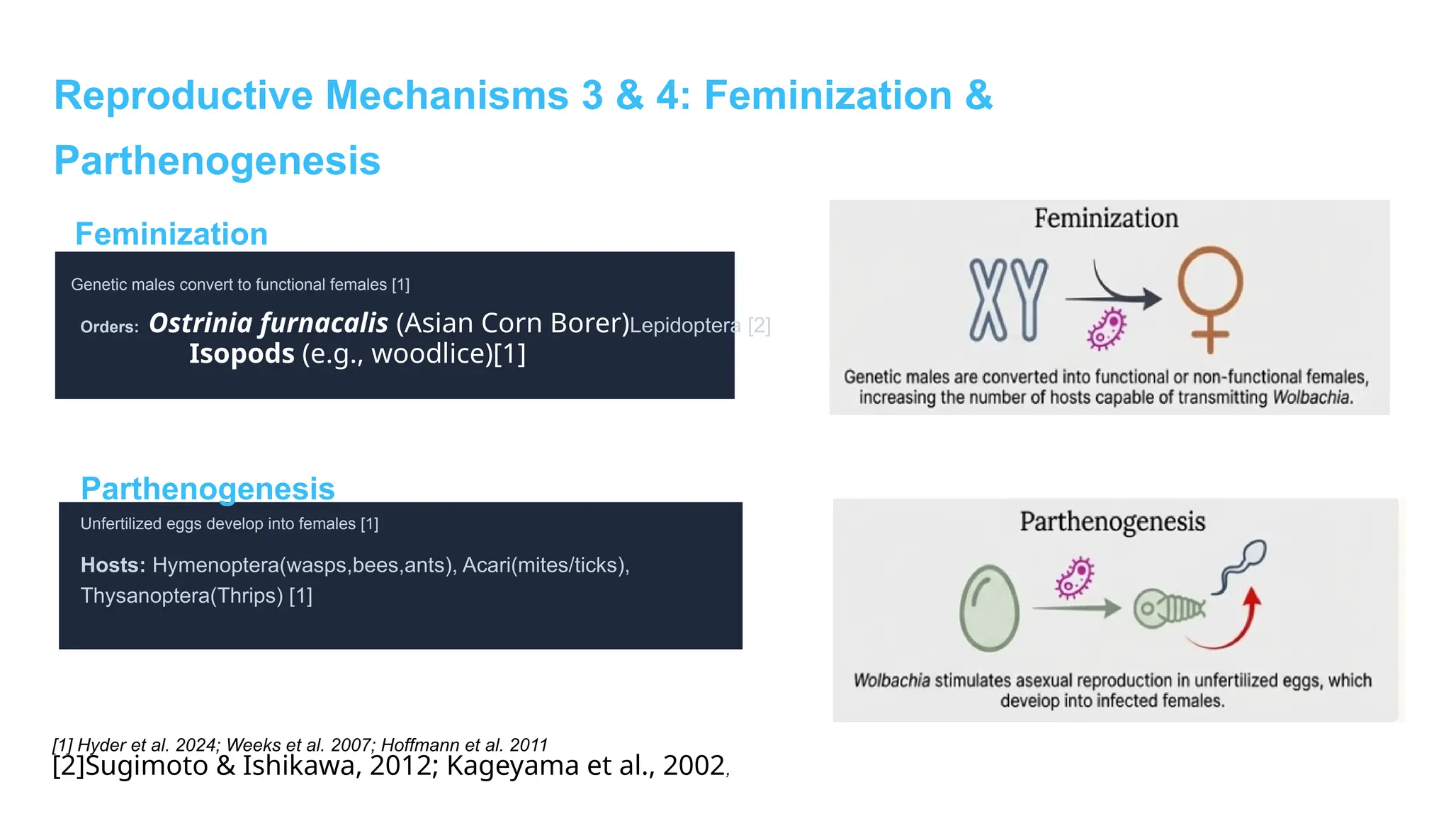 Reproductive Mechanisms 3 & 4: Feminization &
Parthenogenesis
Feminization
Genetic males convert to functional females [1]
Orders: Ostrinia furnacalis (Asian Corn Borer)Lepidoptera [2]
Isopods (e.g., woodlice)[1]
Parthenogenesis
Unfertilized eggs develop into females [1]
Hosts: Hymenoptera(wasps,bees,ants), Acari(mites/ticks),
Thysanoptera(Thrips) [1]
[1] Hyder et al. 2024; Weeks et al. 2007; Hoffmann et al. 2011
[2]Sugimoto & Ishikawa, 2012; Kageyama et al., 2002,
 