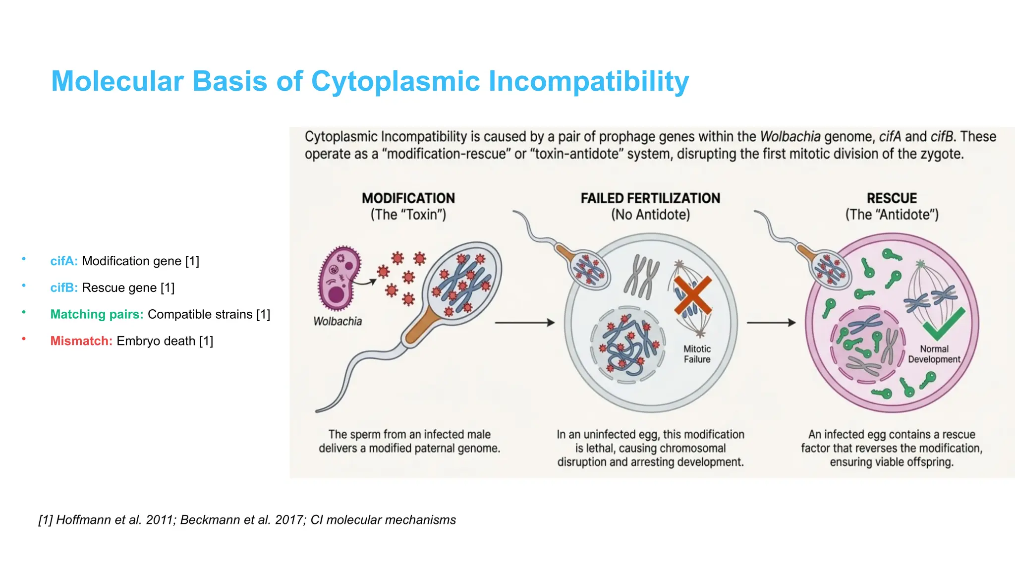 Molecular Basis of Cytoplasmic Incompatibility
• cifA: Modification gene [1]
• cifB: Rescue gene [1]
• Matching pairs: Compatible strains [1]
• Mismatch: Embryo death [1]
[1] Hoffmann et al. 2011; Beckmann et al. 2017; CI molecular mechanisms
 