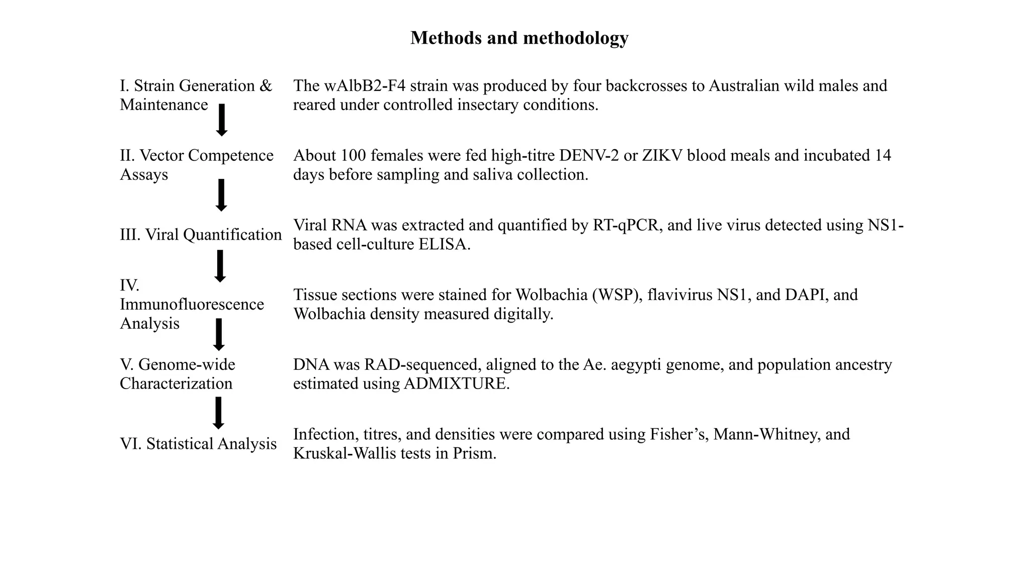 I. Strain Generation &
Maintenance
The wAlbB2-F4 strain was produced by four backcrosses to Australian wild males and
reared under controlled insectary conditions.
II. Vector Competence
Assays
About 100 females were fed high-titre DENV-2 or ZIKV blood meals and incubated 14
days before sampling and saliva collection.
III. Viral Quantification
Viral RNA was extracted and quantified by RT-qPCR, and live virus detected using NS1-
based cell-culture ELISA.
IV.
Immunofluorescence
Analysis
Tissue sections were stained for Wolbachia (WSP), flavivirus NS1, and DAPI, and
Wolbachia density measured digitally.
V. Genome-wide
Characterization
DNA was RAD-sequenced, aligned to the Ae. aegypti genome, and population ancestry
estimated using ADMIXTURE.
VI. Statistical Analysis
Infection, titres, and densities were compared using Fisher’s, Mann-Whitney, and
Kruskal-Wallis tests in Prism.
Methods and methodology
 