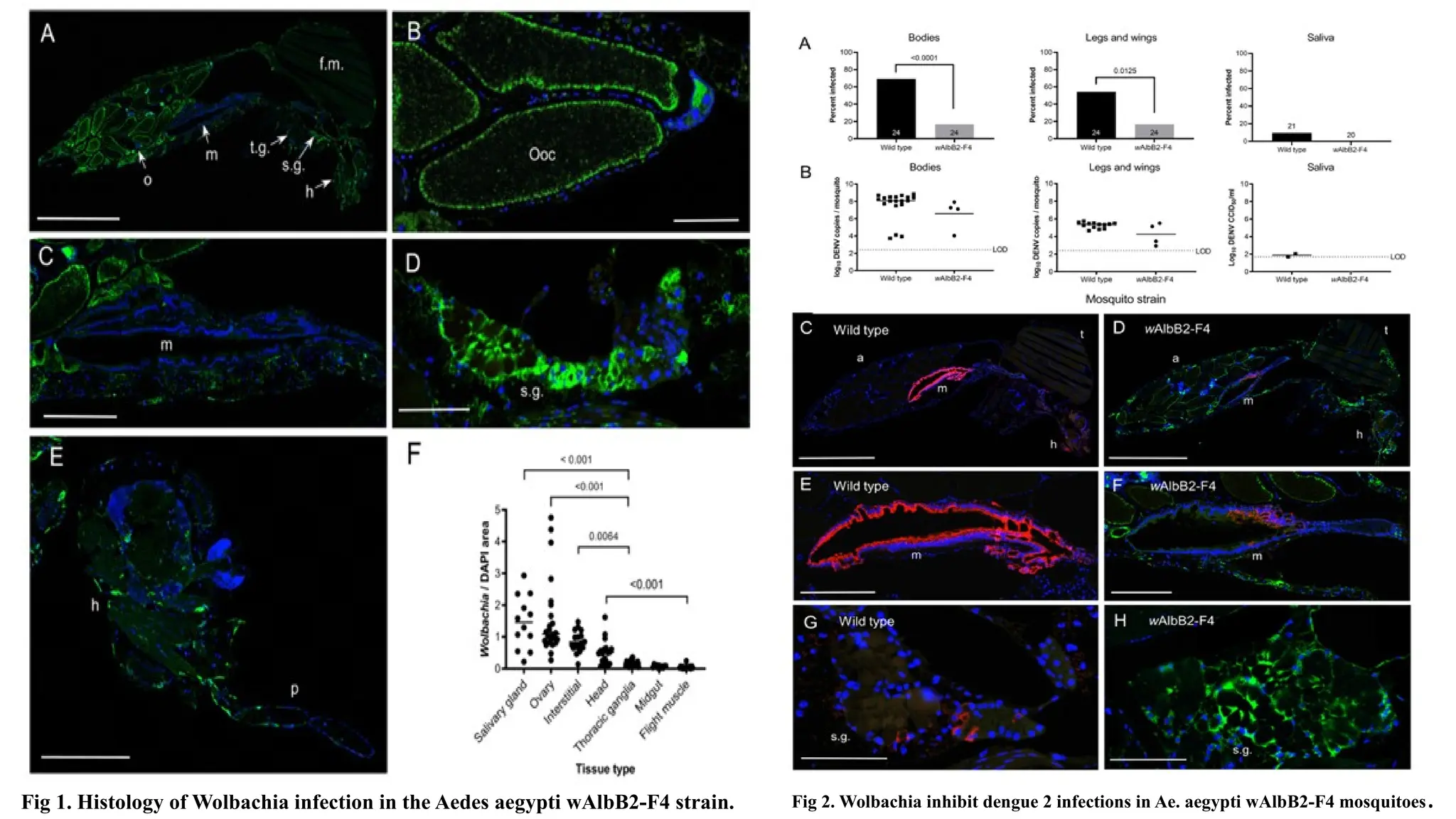 Fig 1. Histology of Wolbachia infection in the Aedes aegypti wAlbB2-F4 strain. Fig 2. Wolbachia inhibit dengue 2 infections in Ae. aegypti wAlbB2-F4 mosquitoes.
 