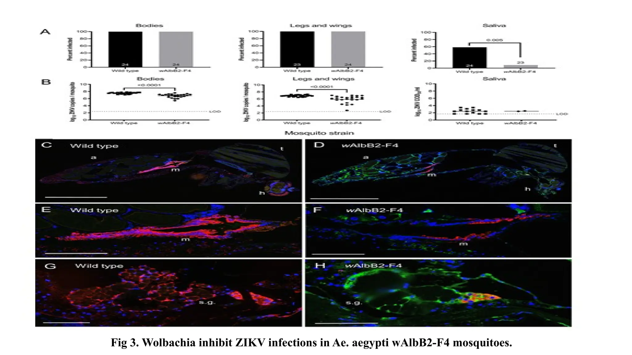 Fig 3. Wolbachia inhibit ZIKV infections in Ae. aegypti wAlbB2-F4 mosquitoes.
 