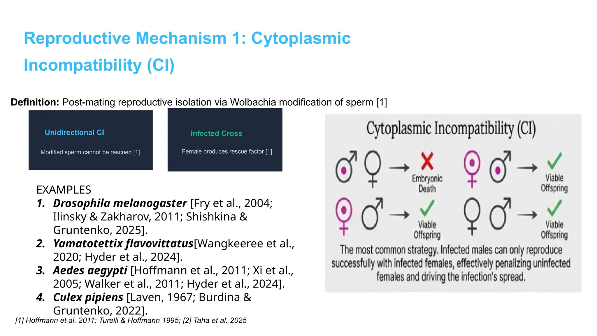 Reproductive Mechanism 1: Cytoplasmic
Incompatibility (CI)
Definition: Post-mating reproductive isolation via Wolbachia modification of sperm [1]
Unidirectional CI
Modified sperm cannot be rescued [1]
Infected Cross
Female produces rescue factor [1]
[1] Hoffmann et al. 2011; Turelli & Hoffmann 1995; [2] Taha et al. 2025
EXAMPLES
1. Drosophila melanogaster [Fry et al., 2004;
Ilinsky & Zakharov, 2011; Shishkina &
Gruntenko, 2025].
2. Yamatotettix flavovittatus[Wangkeeree et al.,
2020; Hyder et al., 2024].
3. Aedes aegypti [Hoffmann et al., 2011; Xi et al.,
2005; Walker et al., 2011; Hyder et al., 2024].
4. Culex pipiens [Laven, 1967; Burdina &
Gruntenko, 2022].
 