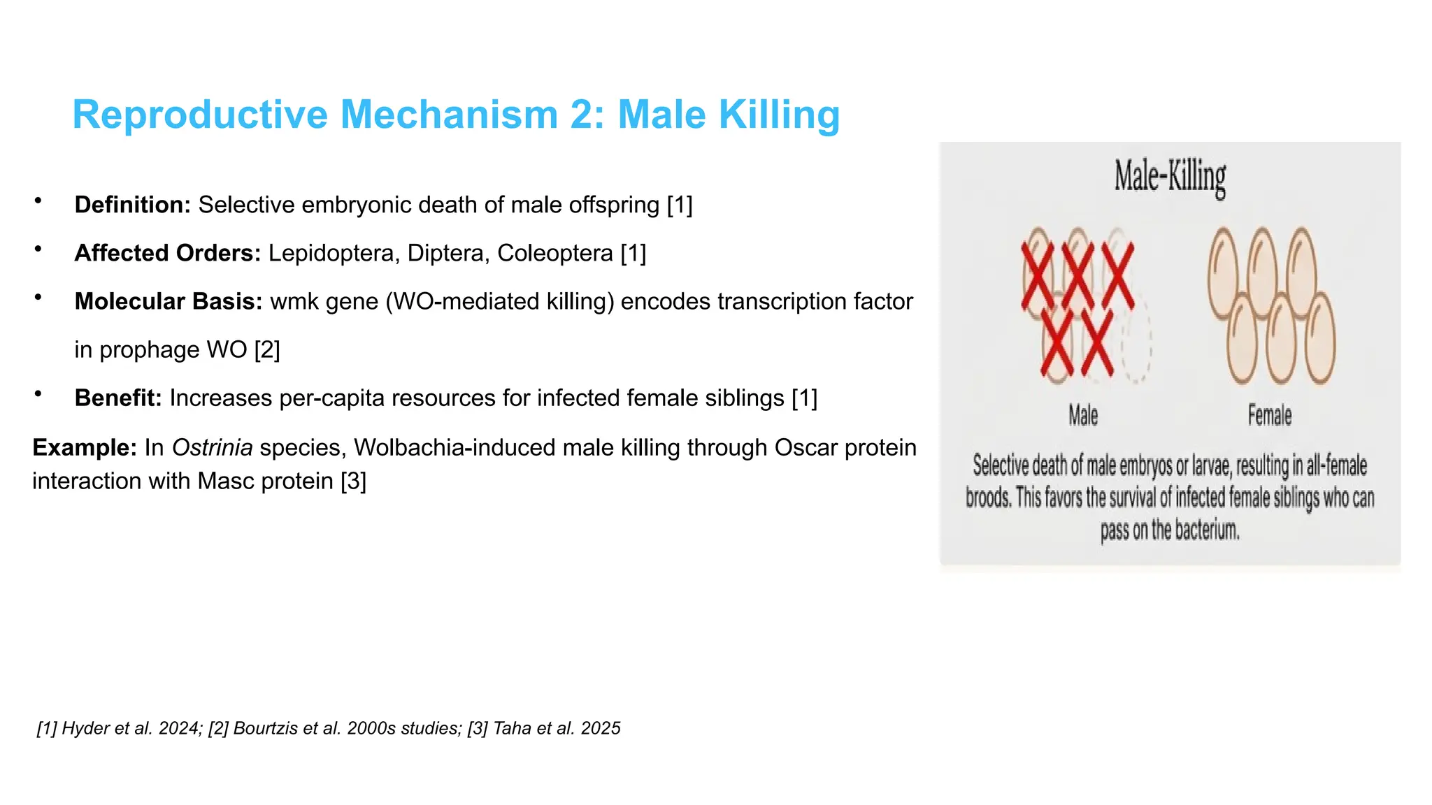 Reproductive Mechanism 2: Male Killing
• Definition: Selective embryonic death of male offspring [1]
• Affected Orders: Lepidoptera, Diptera, Coleoptera [1]
• Molecular Basis: wmk gene (WO-mediated killing) encodes transcription factor
in prophage WO [2]
• Benefit: Increases per-capita resources for infected female siblings [1]
Example: In Ostrinia species, Wolbachia-induced male killing through Oscar protein
interaction with Masc protein [3]
[1] Hyder et al. 2024; [2] Bourtzis et al. 2000s studies; [3] Taha et al. 2025
 