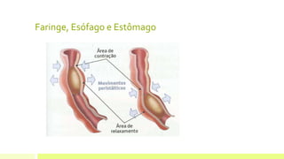 Faringe, Esófago e Estômago
 
