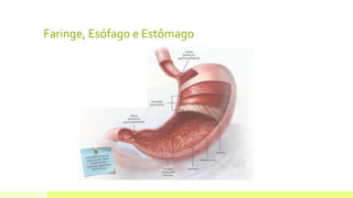 Faringe, Esófago e Estômago
 