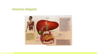 Intestino delgado
 