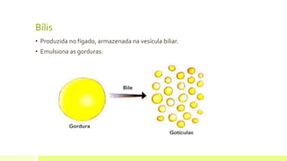 Bílis
• Produzida no fígado, armazenada na vesícula biliar.
• Emulsiona as gorduras:
 