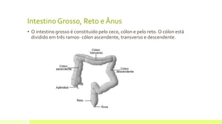 Intestino Grosso, Reto e Ânus
• O intestino grosso é constituído pelo ceco, cólon e pelo reto. O cólon está
dividido em três ramos- cólon ascendente, transverso e descendente.
 