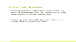 Intestino Grosso, Reto e Ânus
• O intestino grosso é um tubo com paredes musculosas que facilitam a ação
mecânica dos movimentos peristálticos. É para o intestino grosso que passam
todas as substâncias não absorvidas no intestino delgado.
• No intestino grosso ocorre grande absorção de água.As substâncias não
absorvidas serão expulsas para o exterior, pelo ânus.
 